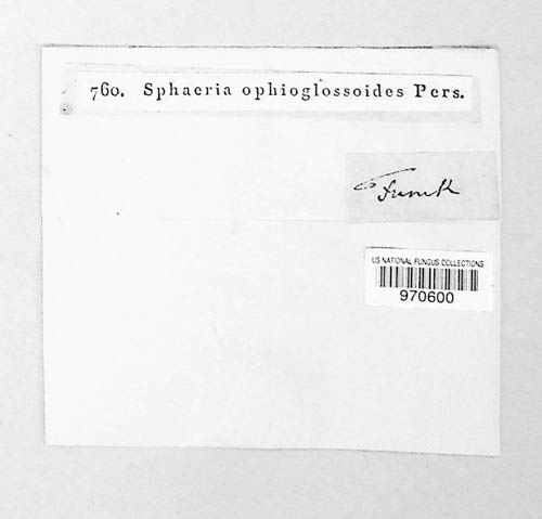 Tolypocladium ophioglossoides image